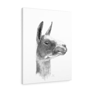 STASIA Llama - Art Canvas