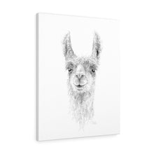 JAMESON Llama - Art Canvas