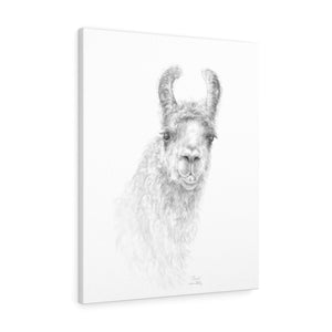 TONIA Llama - Art Canvas