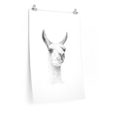 HUDSON Llama- Art Paper Print