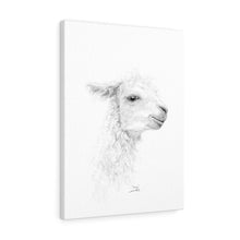 ERICA Llama - Art Canvas