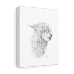 BAILIE Llama - Art Canvas