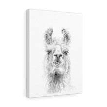 JOHN Llama - Art Canvas