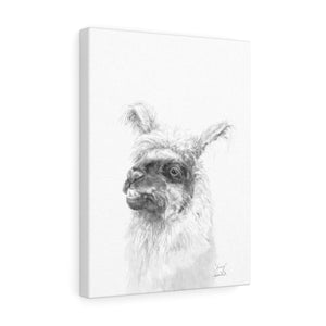 KERRY Llama - Art Canvas