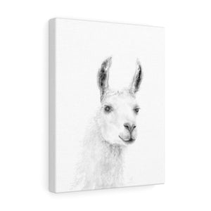 JILL Llama - Art Canvas