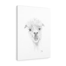 GEORGE Llama - Art Canvas
