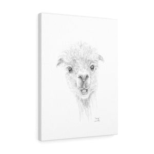 GEORGE Llama - Art Canvas
