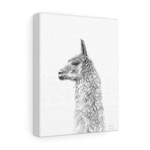 CASSIE Llama - Art Canvas