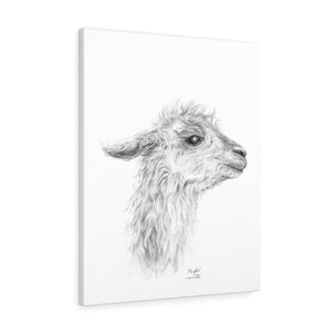 MENGKHA Llama - Art Canvas
