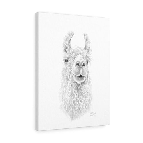 SABRINA Llama - Art Canvas