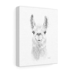 KENSINGTON Llama - Art Canvas