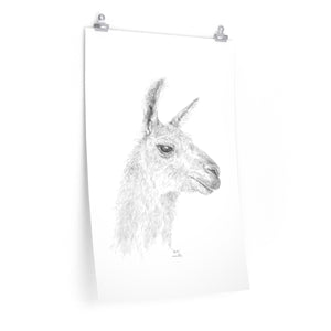 SHELIA Llama- Art Paper Print
