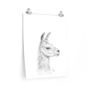 TIFFIANY Llama- Art Paper Print