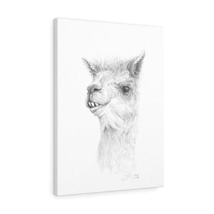 NOAH Llama - Art Canvas