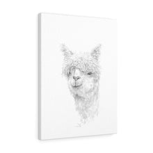PRIYA Llama - Art Canvas