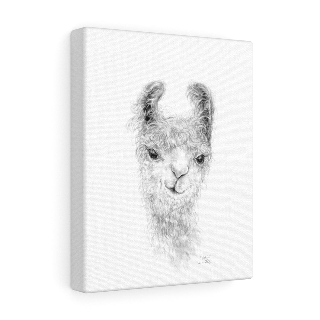 VICKIE Llama - Art Canvas