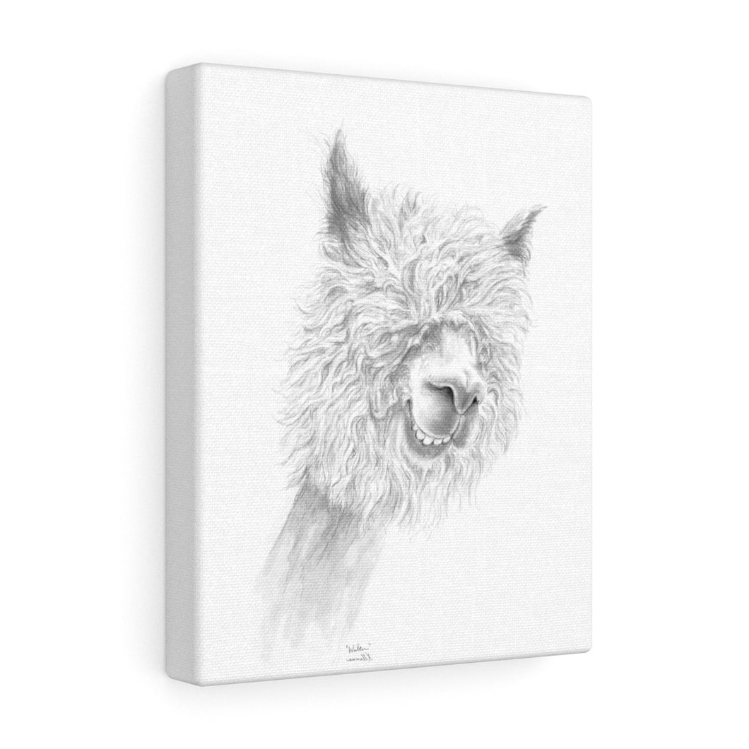 WALTER Llama - Art Canvas