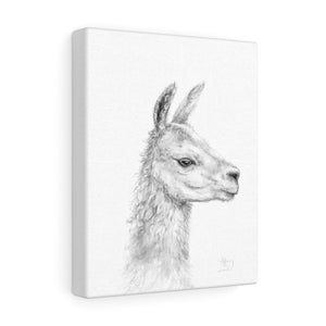 TIFFIANY Llama - Art Canvas