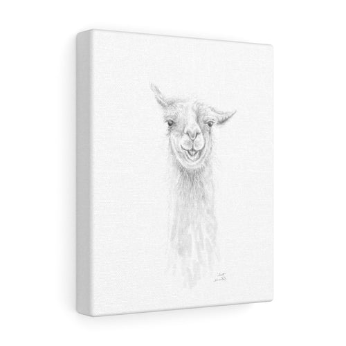 SCOTT Llama - Art Canvas