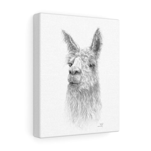 Shelly Llama- Art Canvas