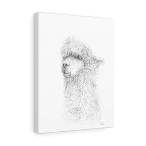 HARRIET Llama - Art Canvas