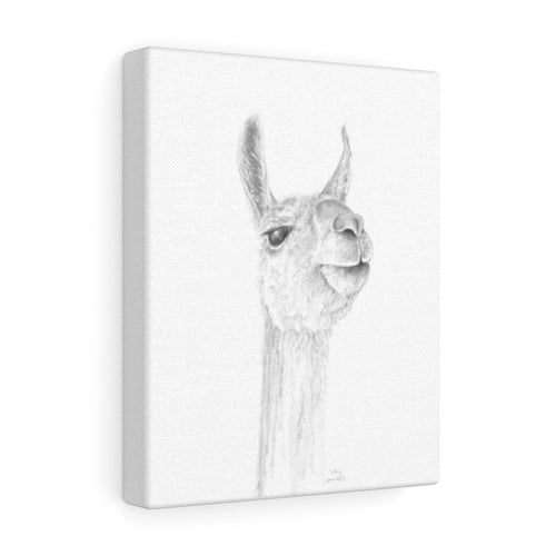 AMY Llama - Art Canvas
