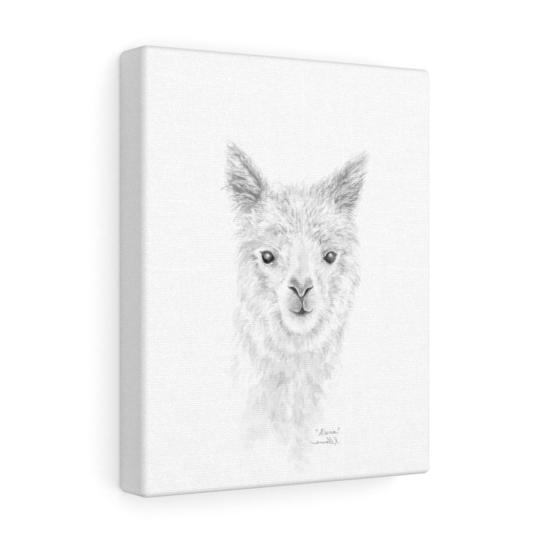 ALARIA Llama- Art Canvas