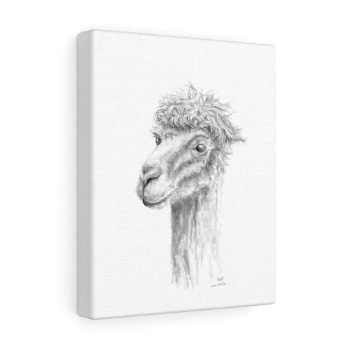 WILL Llama - Art Canvas