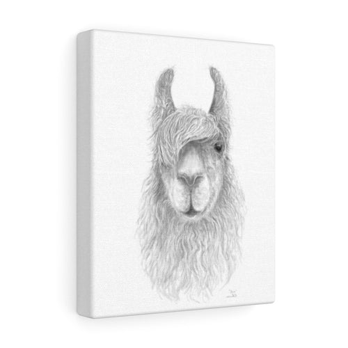 CHRIS Llama - Art Canvas