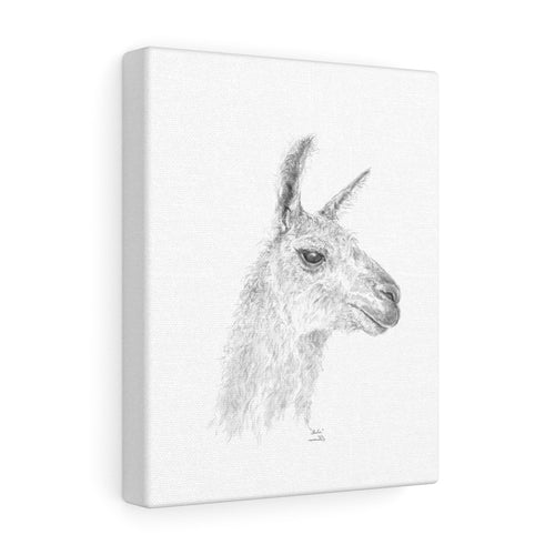 SHELIA Llama - Art Canvas