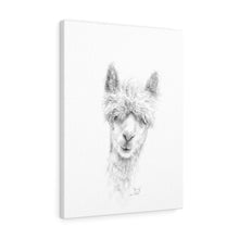 JENNY Llama - Art Canvas