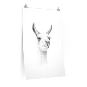 HUDSON Llama- Art Paper Print