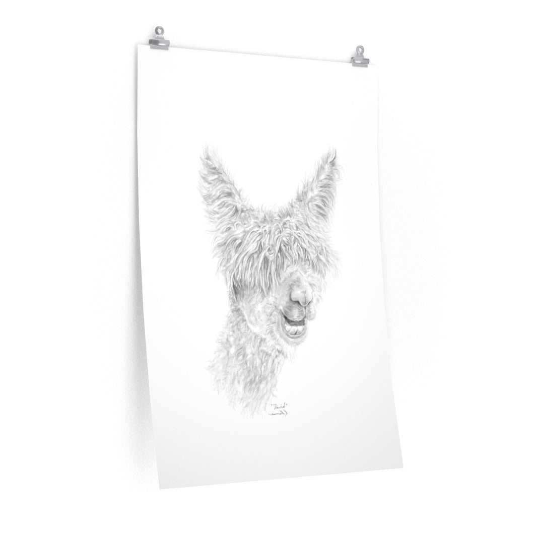 DAVID Llama- Art Paper Print