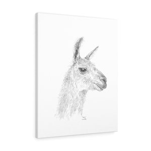 SHELIA Llama - Art Canvas