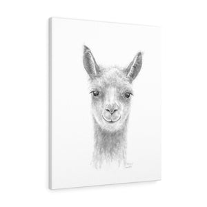 WHITNEY Llama - Art Canvas