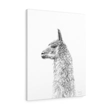 CASSIE Llama - Art Canvas