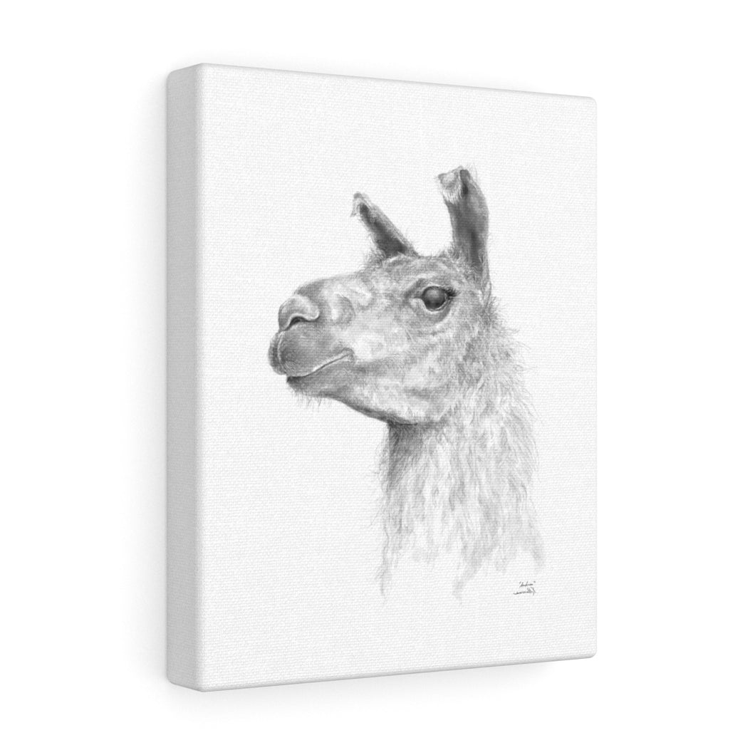 ANDREA Llama - Art Canvas