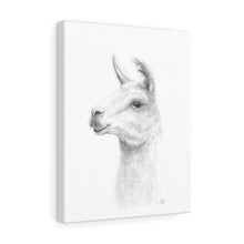 STACY Llama - Art Canvas