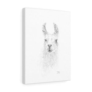 KINGSTON Llama - Art Canvas