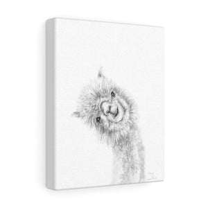 PENNY Llama - Art Canvas