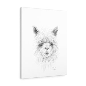 SHERYL Llama - Art Canvas