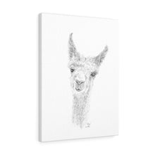 HALEY Llama - Art Canvas