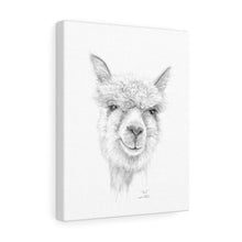 PAUL Llama - Art Canvas