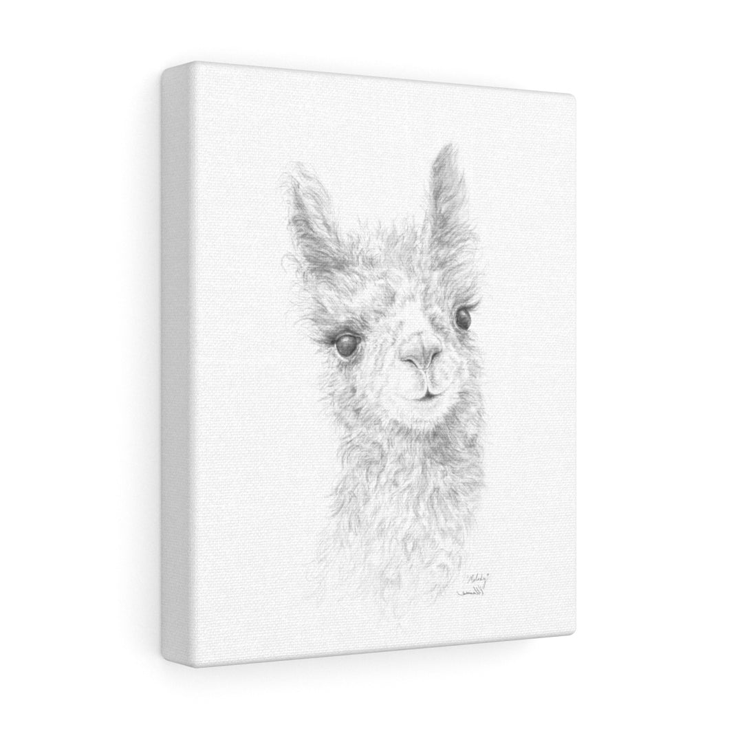 MELODY Llama - Art Canvas