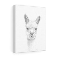 EDIS Llama - Art Canvas