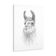 Adelaide Llama - Art Canvas