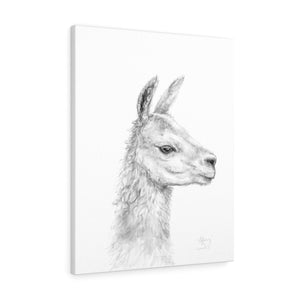 TIFFIANY Llama - Art Canvas