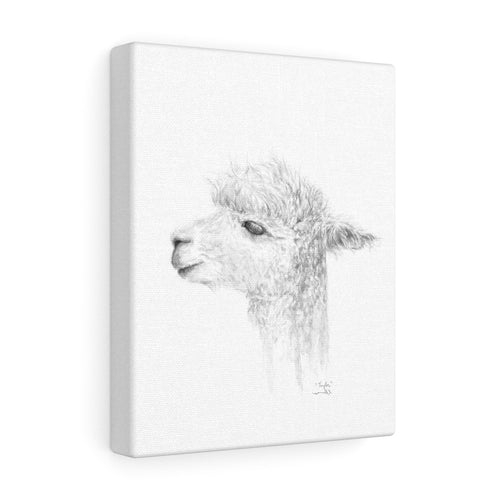 TAYLOR Llama - Art Canvas