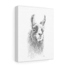 ANNIE Llama - Art Canvas