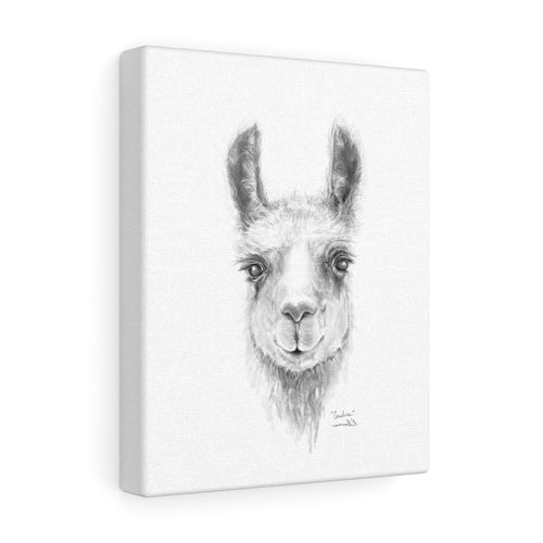 CAROLINE Llama - Art Canvas